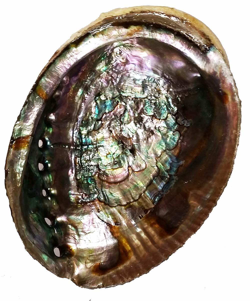 Abalone Pink Shell Smudge Bowl ๐